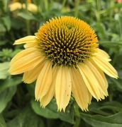 9th Jun 2019 - yellowconeflower