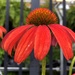 Red coneflower by homeschoolmom