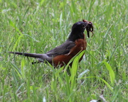 10th Jun 2019 - Papa Robin Gathering Food