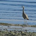 Heron on the lookout by kiwinanna