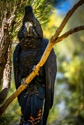 11th Jun 2019 - Glossy black cockatoo