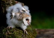 11th Jun 2019 - Barn Owl Fledgling