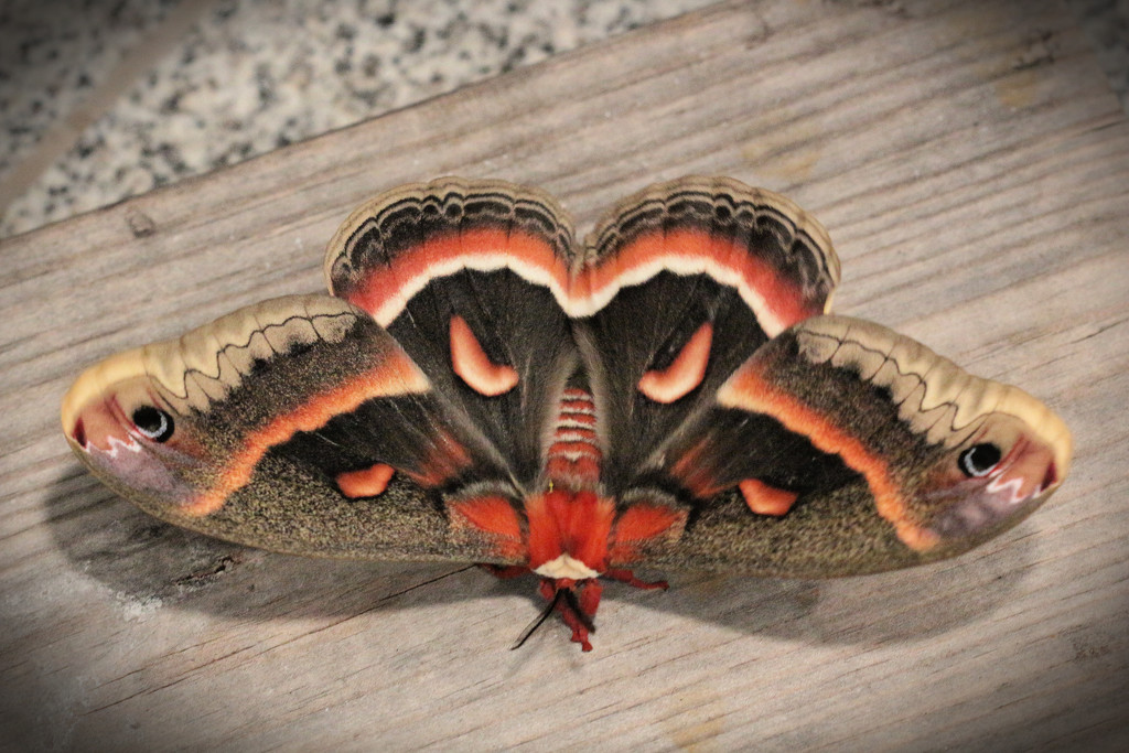 Cecropia Moth by juliedduncan