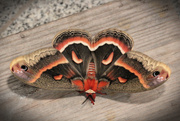 11th Jun 2019 - Cecropia Moth