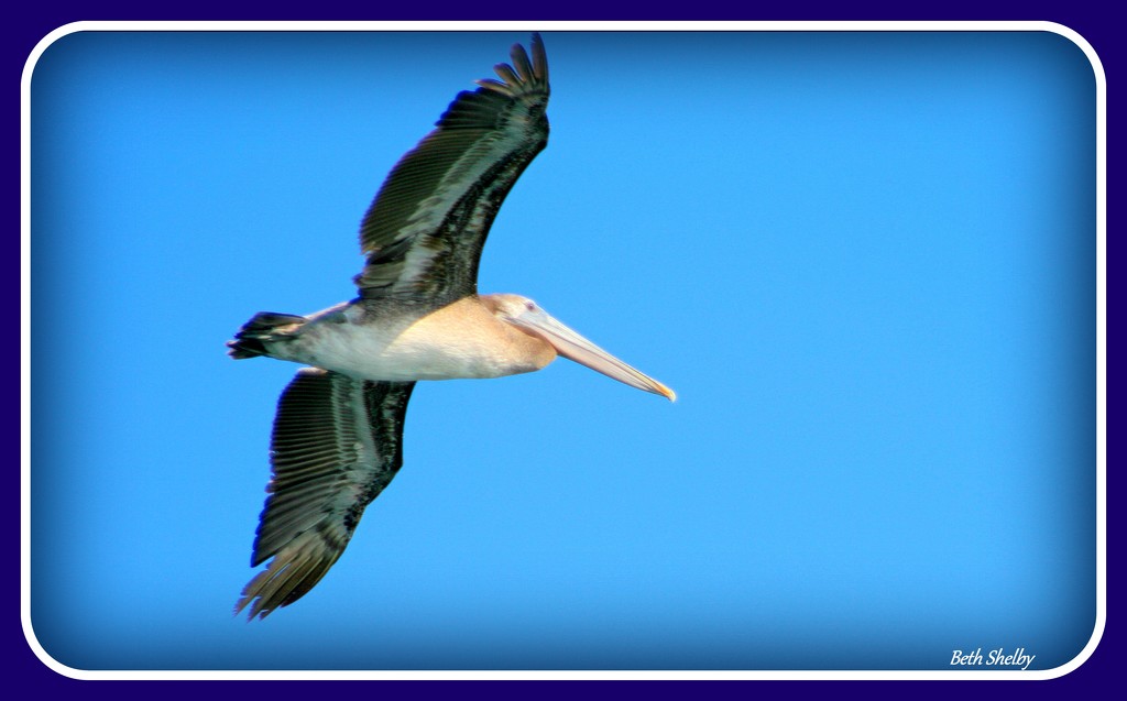 Pelican In Flight by vernabeth