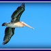 Pelican In Flight by vernabeth