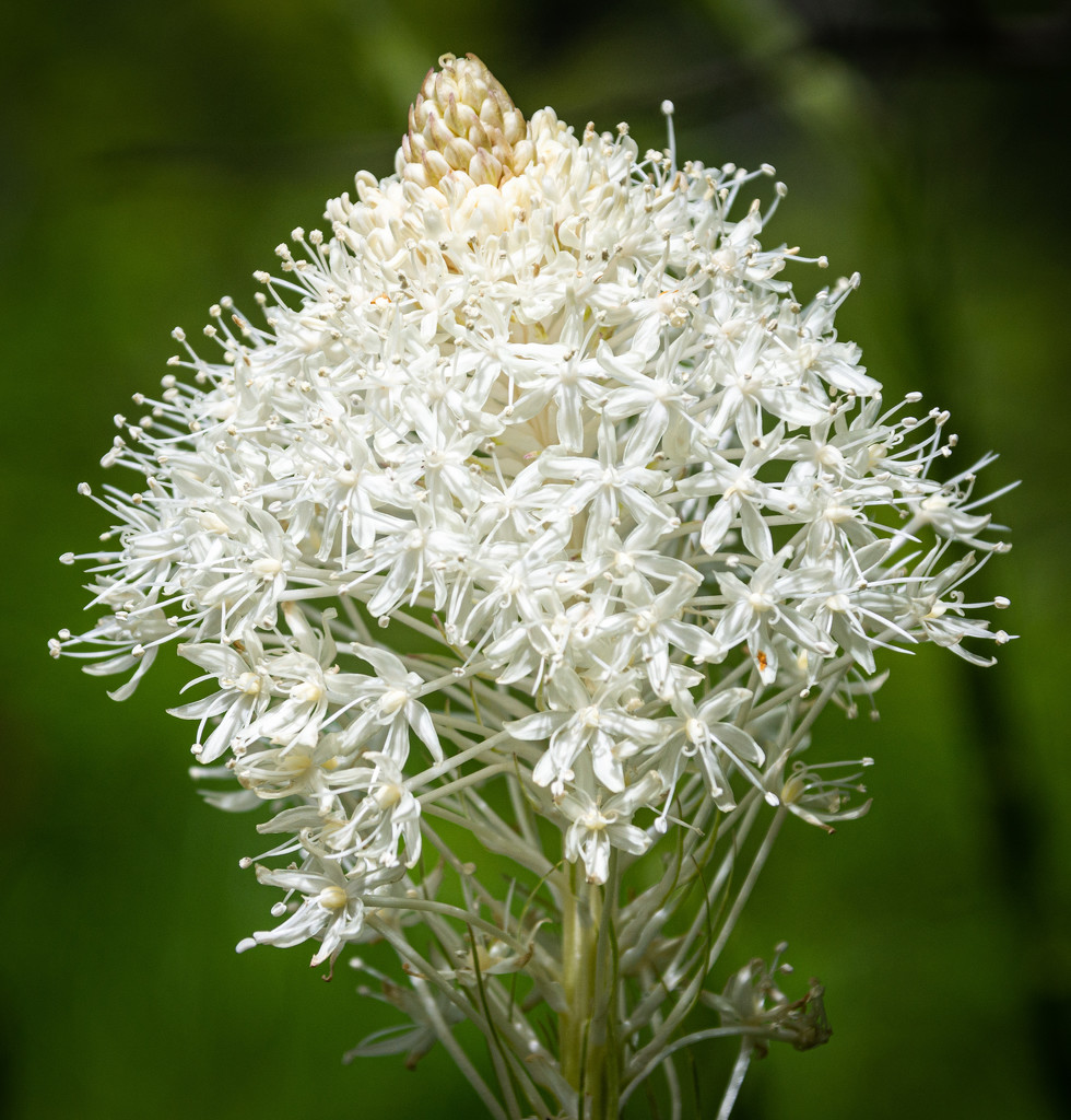Beargrass by 365karly1