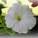 White Petunia by essiesue