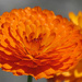 Bold-Vivid Orange by seattlite