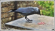 11th Jun 2019 - Stone the Crows, It's a Jackdaw.