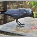 Stone the Crows, It's a Jackdaw. by ladymagpie