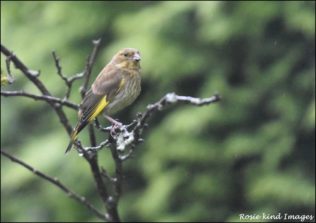  Lovely to see the greenfinch by rosiekind