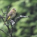  Lovely to see the greenfinch by rosiekind