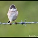 Young whitethroat by rosiekind