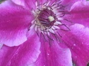 6th Jun 2019 - Clematis Flower 