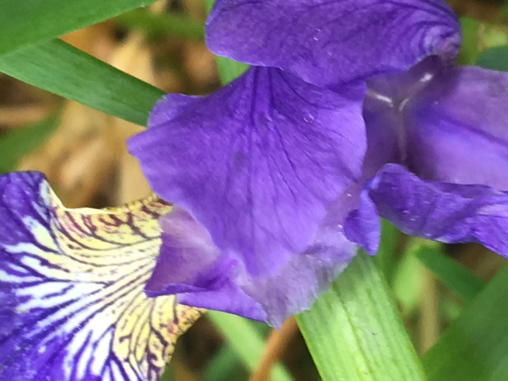 Flag Iris Flower  by cataylor41
