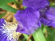 7th Jun 2019 - Flag Iris Flower 