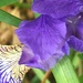 Flag Iris Flower  by cataylor41