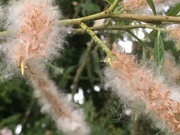 5th Jun 2019 - Pussy Willow