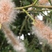 Pussy Willow by cataylor41