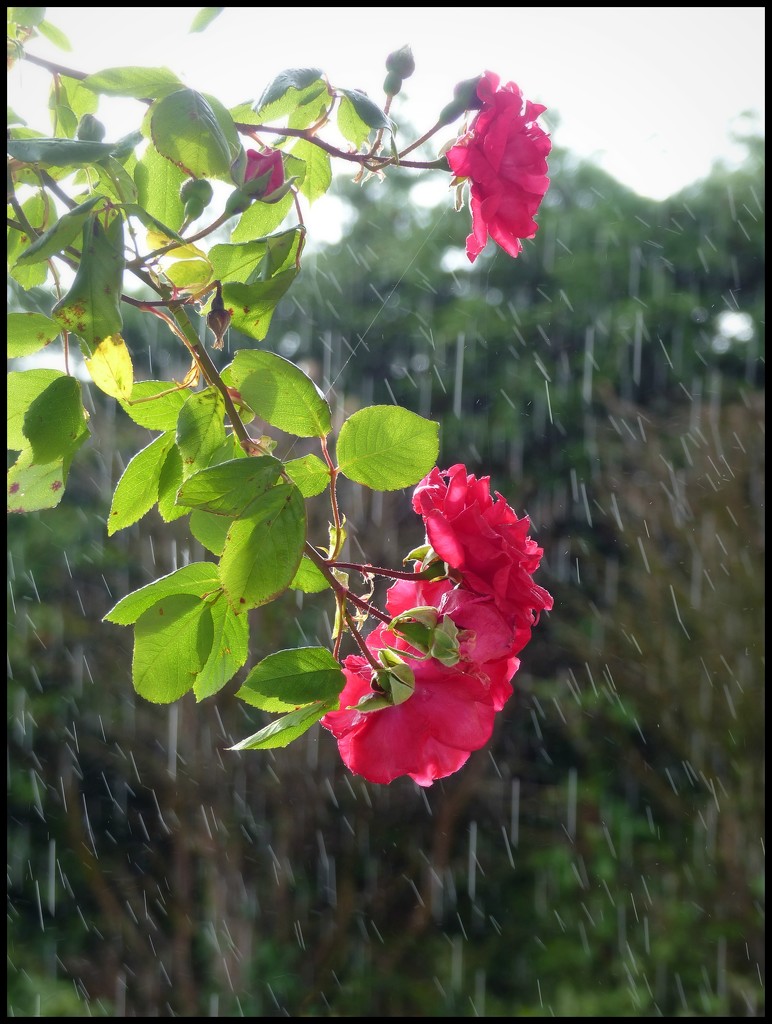 roses in the rain (and sun!) by jokristina