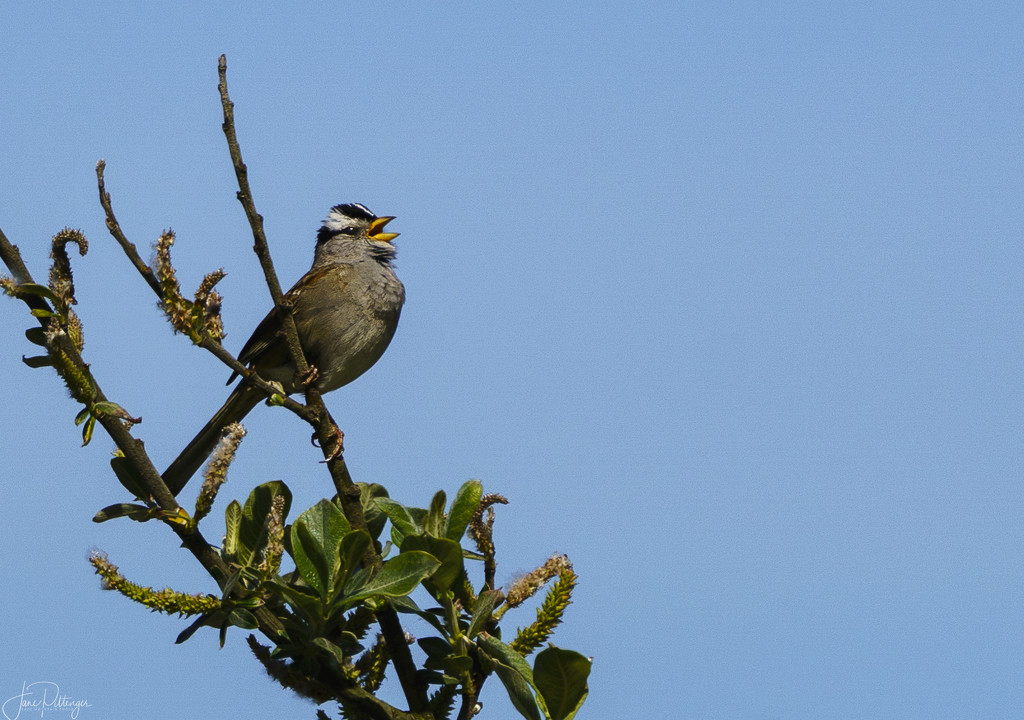 White Crowned Sparrow Singing Love Songs by jgpittenger