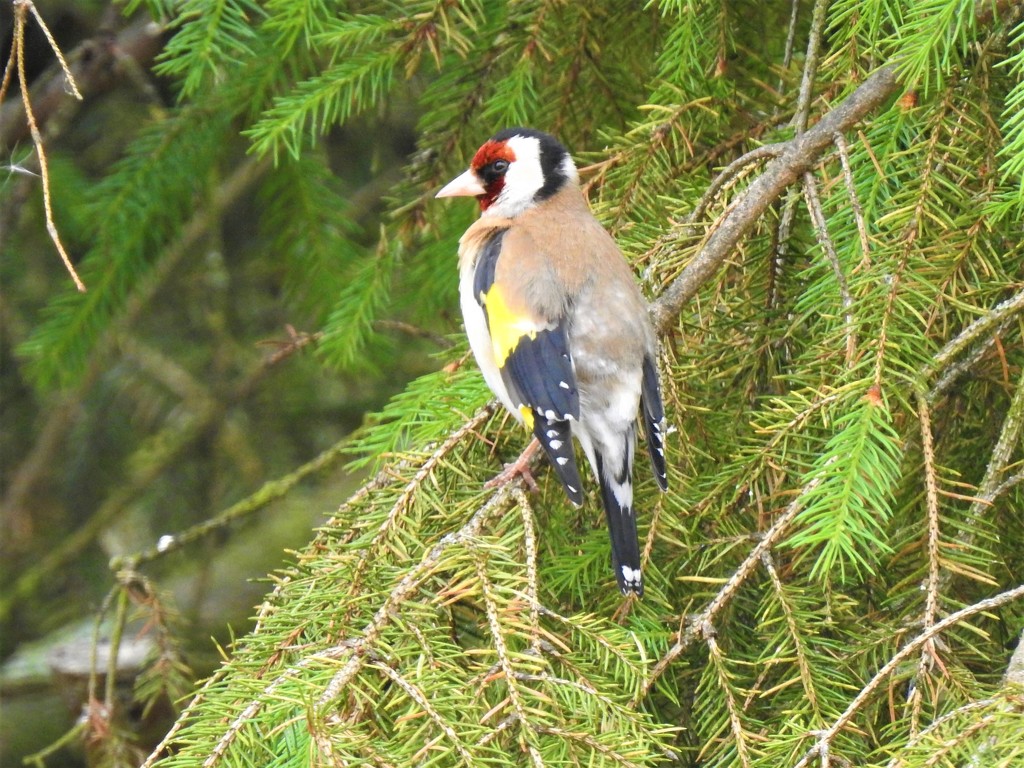 Goldfinch in the Fir Tree by susiemc