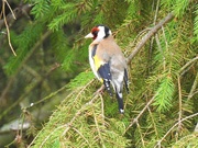 27th May 2019 - Goldfinch in the Fir Tree