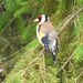 Goldfinch in the Fir Tree by susiemc
