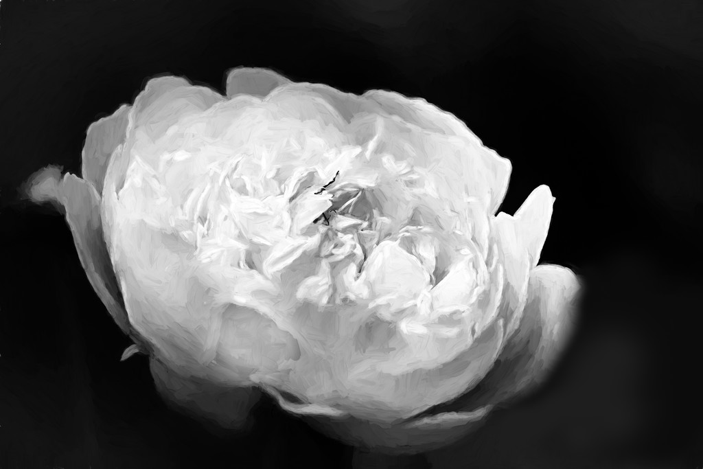 peony in black and white by jernst1779