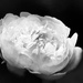 peony in black and white by jernst1779