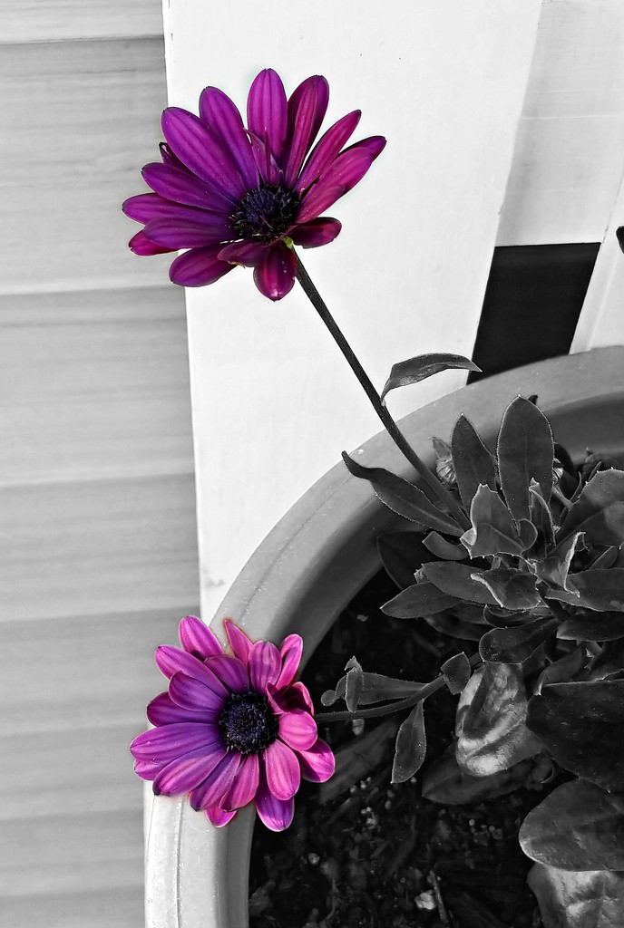 Purple Daisy  by jo38