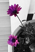 9th Jun 2019 - Purple Daisy 