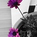 Purple Daisy  by jo38