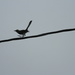 Bird Walking on Wire by sfeldphotos