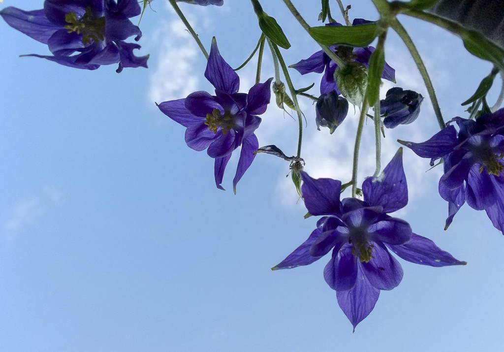 Looking up at Columbine by houser934