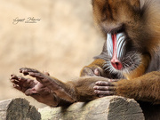 11th Jun 2019 - Zoo Animals (Mandril Ape)