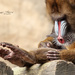 Zoo Animals (Mandril Ape) by lynne5477