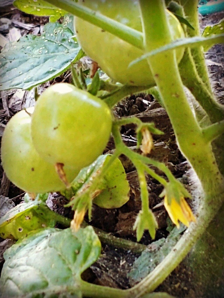 Little Green Tomatoes  by jo38