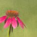 More Echinacea by lstasel