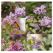 11th Jun 2019 - colorful butterflies