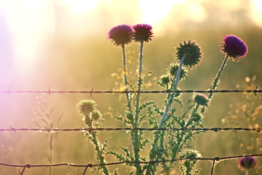 Morning Thistle by lynnz