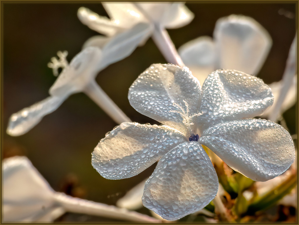 Dewdrops on Plumbago by ludwigsdiana