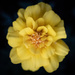 Golden marigold by lindasees