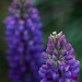 Purple Flowers by kgolab