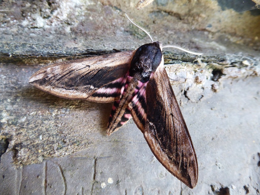 Moths of Pembrokeshire 2. Privet hawk moth by steveandkerry