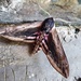 Moths of Pembrokeshire 2. Privet hawk moth by steveandkerry