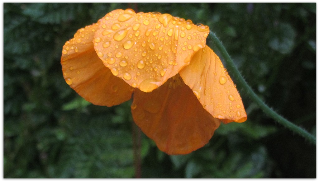 Rain drops on a Calendula flower. by grace55