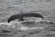 12th Jun 2019 - Humpback whale