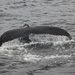 Humpback whale by jamibann